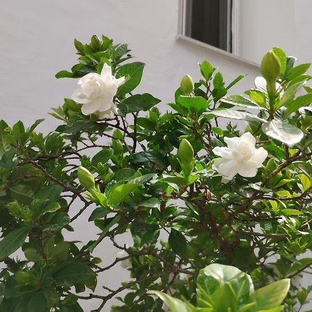 Appartement Η Ελπίδα Και Η Γιάννα Ξεκίνησαν Ένα Χώρο Cute à Vólos Extérieur photo