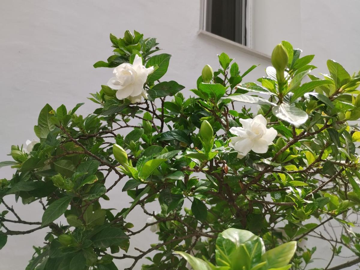 Appartement Η Ελπίδα Και Η Γιάννα Ξεκίνησαν Ένα Χώρο Cute à Vólos Extérieur photo